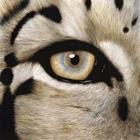 Photo Animal Eyes, Windows To The Soul, White Tiger, Kitty Kitty, Clean Girl, Big Cats, Wild Cats, Animal Kingdom, Tigers