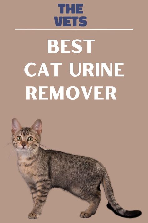 Diy Cat Urine Remover, Best Way To Get Rid Of Cat Urine Smell, Getting Cat Urine Smell Out, Get Rid Of Cat Pee Smell Carpets, Stop Cats From Scratching Furniture, How To Get Cat Urine Out Of Furniture, Diy Cat Pee Smell Removal, Remove Cat Urine Smell From Carpet, Diy Cat Urine Odor Remover