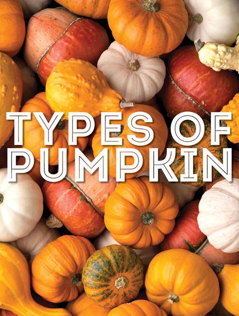 How many types of pumpkin do you know? From ambercup to turban squash, we're covering the 22 most common pumpkin varieties! Planting Pumpkin Seeds, Turban Squash, Squash Garden, Pie Pumpkins, Pumpkin Plant, Pumpkin Pie Ideas, Pumpkin Carving Art, Pumpkins For Sale, Types Of Pumpkins