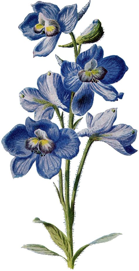 Today I’m sharing this Vintage Beautiful Tall Blue Flower Image Blue Flowers Images, Boys Tattoo, Larkspur Tattoo, Images Victoriennes, Fleurs Art Nouveau, Botanical Journal, Larkspur Flower, Flower Garden Plans, Alpine Flowers