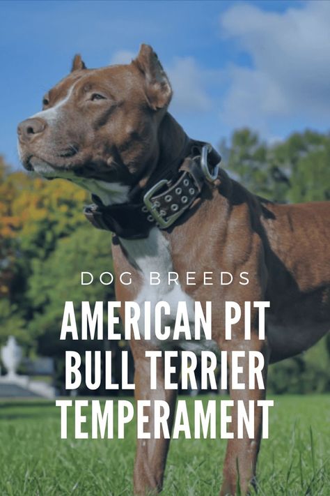 The American Pit Bull Terrier’s temperament is one of the most discussed dog temperaments in the world. There are many theories and misinformation regarding these dogs, and sometimes, it is hard to know what the actual truth is. It seems as there is no grey area when it comes to Pit Bulls; you either adore them, or you don’t like them. Pit Terrier, American Pitbull Terrier Puppy, Pitbull Terrier Puppies, American Staffordshire Bull Terrier, Created For A Purpose, Tiny Chihuahua, Bull Terrier Puppy, Company Check, American Pitbull