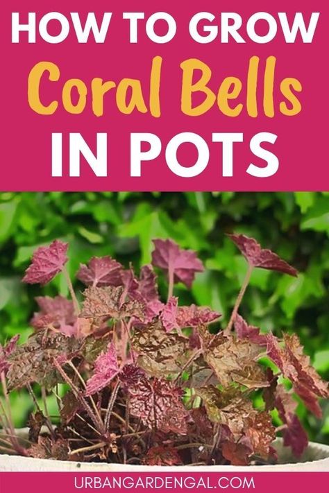 Growing coral bells plants in pots Heuchera In Containers, Coral Bells In Containers, Heuchera In Pots, Street Planters, Coral Bells Plant, Plants For Containers, Flowers In Containers, Shade Loving Shrubs, Plants In Containers