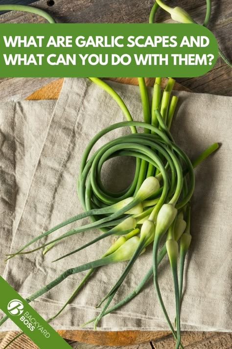 Garlic Scapes Recipes, Scapes Recipes, Scape Recipes, Freezing Garlic, Garlic Shoots, How To Cook Garlic, Scape Pesto, Garlic Garden, Spring Garlic