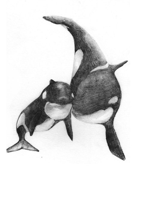 Orca Sketches, Orca Sketch, Orca Clipart, Orca Whale Drawing, Orca Drawing, Aquarium Drawing, Underwater Drawing, Orca Art, Orca Tattoo