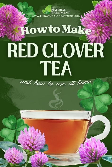 How to Make Red Clover Tea & How to Use at Home #redclover #redclovertea #redcloverinfusion #redcloveruses #redcloverbenefits #redcloverteauses #redcloverremedies Red Clover Recipes, Red Clover Tea Benefits, Red Clover Benefits, Tea For Healing, Red Raspberry Tea, Witchy Potions, Clover Tea, Tea Uses, Red Clover Tea