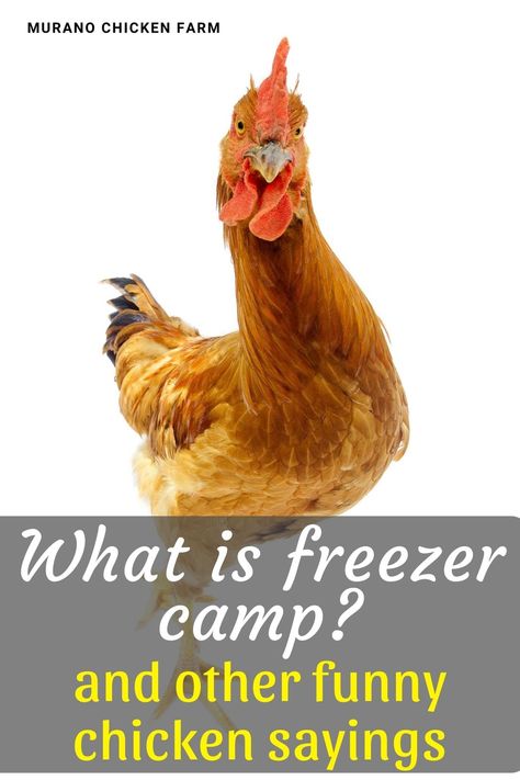 What is freezer camp? If you've heard this funny sounding phrase when talking about chickens you might be surprised to learn what it really is. Funny chicken saying and meanings. Chicken Sayings Funny, Funny Chicken Pictures, Chicken Sayings, Breed Chickens, Australorp Chicken, Raising Meat Chickens, Feed Chickens, Raising Chickens For Eggs, Training Chickens