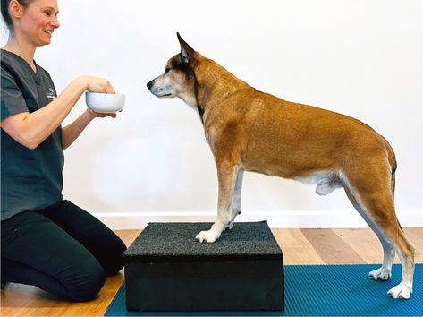 Canine Conditioning Exercise, Acl Exercises, Canine Fitness, Dog Physical Therapy, Dog Fitness, Conditioning Exercises, Dogs Recipes, Agility Workouts, Australian Dog