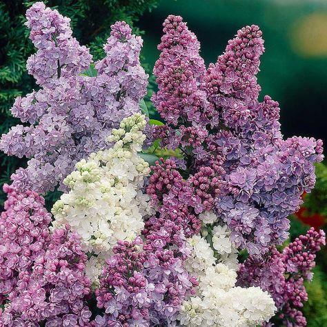 Lilac Plant, Lilac Bouquet, Syringa Vulgaris, French Lilac, Lilac Bushes, Lilac Tree, Gorgeous Flowers, Lilac Flowers, Fragrant Flowers