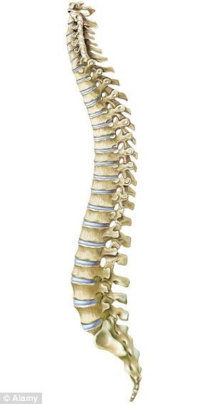 The spine's natural shape exaggerates over time Spine Side View, Spine Images, Curvature Of The Spine, Vertebrae Column, Acupressure Point, Vertebral Column, Thoracic Vertebrae, Human Skeleton Anatomy, Body Muscles