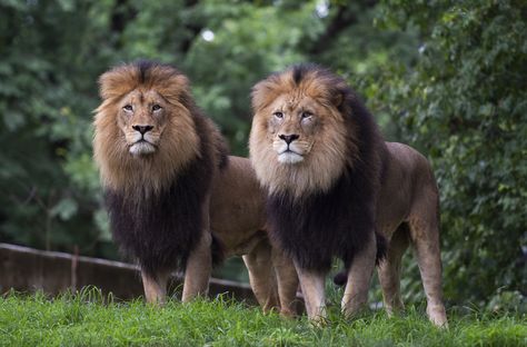 Two male lions spotted on the beach, walking in the ocean in viral video Margay Cat, Peaky Blinders Costume, Serval Cat, Two Lions, Western Lowland Gorilla, Lion Lioness, Bob Cat, Amur Tiger, Serval Cats