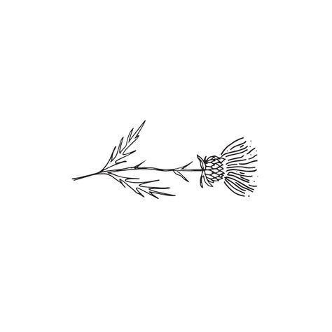 Minimal Thistle Tattoo, Thistle Line Art, Minimalist Thistle Tattoo, Thistle Line Drawing, Thistle Drawing Simple, Thistle Tattoo Fine Line, Sketches Easy Doodles, Thistle Drawing, Thistle Illustration