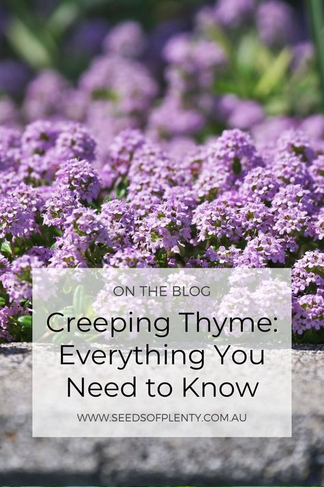 Planting Creeping Thyme, Creeping Thyme Front Yard, Thyme Garden Ideas, Purple Creeping Thyme, Creeping Thyme Landscaping, Creeping Thyme Between Pavers, Planting Thyme, Creeping Thyme Lawn, Flowering Thyme