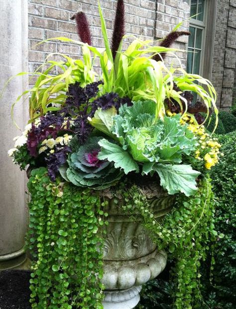 A gorgeous container garden with ornamental cabbages and creeping jenny--perfect for Fall! Potting Ideas, Fall Pots, Summer Planter, Fall Container Gardens, Ornamental Cabbage, Flower Containers, Goth Garden, Fall Containers, Container Garden Design