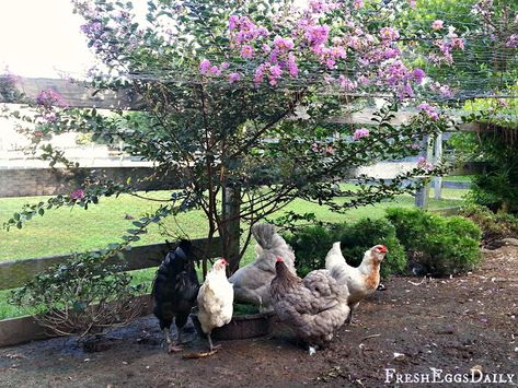 Landscaping Bushes, Plants For Chickens, Plants Benefits, Evergreen Bush, Bushes And Shrubs, Farm Photos, Backyard Beekeeping, Raise Chickens, Chicken Run