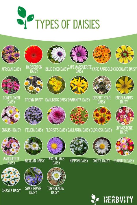 Different Plant Types, Different Types Of Daisy Flower, Types Of Daisy Flowers, Different Flowers Types, Planting Daisies, Home Interiors Ideas, Modern Garden Landscape, Daisy Flower Aesthetic, Daisies Aesthetic