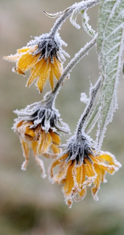 Autumn frost Frozen Flowers, Frosé, I Love Winter, Snow Ice, Winter Scenery, Winter Magic, Winter Beauty, Winter Wonder, Jolie Photo