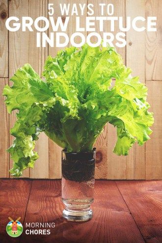 Growing Lettuce Indoors, Gemüseanbau In Kübeln, Growing Food Indoors, Regrow Vegetables, Indoor Vegetables, Growing Lettuce, Indoor Vegetable Gardening, Veg Garden, Indoor Herb Garden