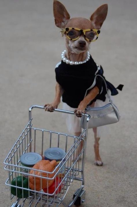 Vamos as compras?! Aproveite os lançamentos da coleção de 2015 nas Óticas Wanny… Chihuahua Facts, Teacup Chihuahua, Cute Chihuahua, Chihuahua Love, Wearing Sunglasses, Chihuahua Puppies, Chihuahua Dogs, Funny Animal Pictures, Small Dog