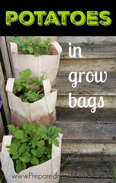 My solution to rocky ground - potatoes in grow bags | PreparednessMama Potatoes In Grow Bags, Rocks In The Garden, Grow Potatoes, Planting Potatoes, Edible Gardening, Growing Potatoes, Plants Growing, Grow Bags, Food Garden