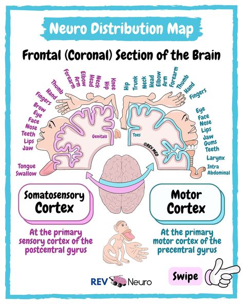 Swipe and look how close the genitals are to the feet… this explains something 🫣@rev.neuro 🧠 You are in the right place to learn Neuro - so go ahead and follow the page ➡️ @rev.neuro ✅ Overview Homunculus is a term that refers to a map of the body that is represented in the brain. The word “homunculus” literally means “little man” in Latin, and the term is used to describe the representation of the body in the brain because it often looks like a little man or figure when it is depicted. ✅... Parietal Lobe, Areas Of The Brain, Neurological System, Brain Mapping, Nursing School Essential, Anatomy Medical, Frontal Lobe, Family Nurse Practitioner, Study Essentials