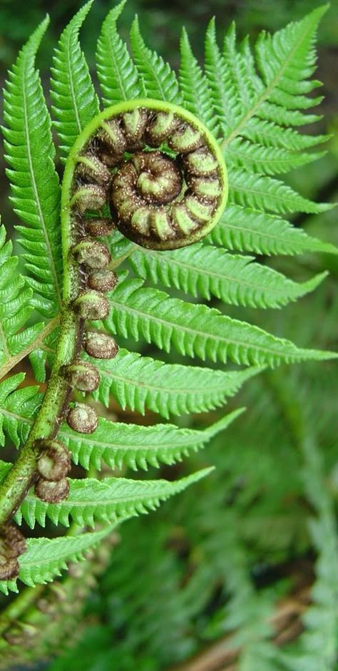 Koru, New Zealand                                                                                                                                                                                 Mehr Fern Backyard, New Zealand Fern, Nz Plants, Spirals In Nature, Fiddlehead Ferns, Fern Tattoo, Ferns Garden, Nz Art, Study Art