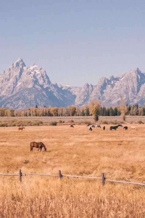 Horses In Montana, Montana Aesthetic Wallpaper, Montana Life Aesthetic, Yellowstone Aesthetic Wallpaper, Western Mountain Aesthetic, Out West Aesthetic, Country Vibes Aesthetic, Wyoming Itinerary, Wyoming Farm