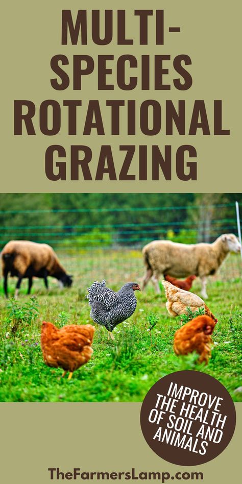 cows sheep and chickens in a pasture with words written that read multi species rotational grazing improve the health of soil and animals the farmers lamp dot com Multi Species Rotational Grazing, Homestead Animals For Beginners, Cow Farm Design, Homestead Books, Agriculture Business Plan, Agri Tourism, Pastured Pigs, Rotational Grazing, Pasture Management