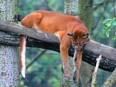 African Golden Cat, Asian Golden Cat, Forested Mountains, Asian Cat, Small Wild Cats, Golden Cat, Cat Species, Rare Cats, Rare Animals