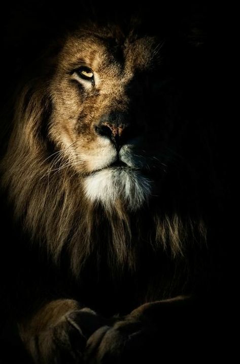 Mean beautiful lion Regnul Animal, Lion Love, Lion Wallpaper, Lion Pictures, Trending Pins, Lion Art, Lion Of Judah, Cheetahs, Lion Tattoo