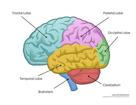 human brain diagram Brain Parts And Functions, Human Brain Diagram, Brain Anatomy And Function, Brain Lobes, Function Diagram, Human Brain Anatomy, Brain Pictures, Brain Diagram, Brain Models