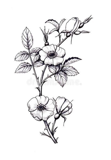 Flowers And Their Meanings Tattoos, Botanical Illustration Black And White, Flowers And Their Meanings, Vintage Floral Tattoos, Wild Rose Tattoo, Delicate Flower Tattoo, Cute Foot Tattoos, Colors Illustration, Flower Png Images