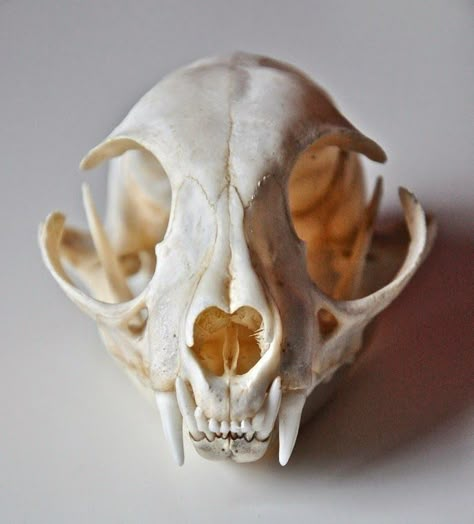 Danish Design Interior, Skull References, Skull Reference, Animal Skeletons, Animal Skull, Skulls And Bones, Vulture Culture, Interior Design House, Cat Skull