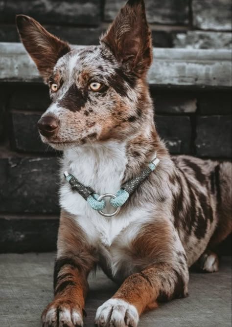 Australian Koolie Dog, Cute Mutt Dogs, Mutt Dog Aesthetic, Australian Koolie, Koolie Dog, Australian Kelpie Dog, Kelpie Dog, Mutt Dog, Blue Heeler Dogs