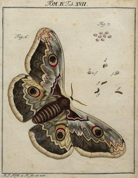 https://flic.kr/p/7pT3gM | Classis II Papilionum Noctornum (Bomcyx gini) V.1 | bibliodyssey.blogspot.com/2009/12/bugs-life.html Moth Illustration, Art Papillon, Moth Art, Science Illustration, Moth Tattoo, Moths And Butterflies, Butterfly Illustration, Illustration Botanique, Insect Art