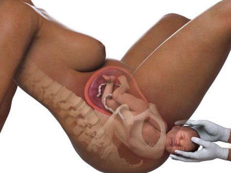 Labor and delivery | Fetal development week by week Fetal Development Week By Week, Baby Development In Womb, Baby In The Womb, Home Pregnancy Test, Baby Delivery, Basic Anatomy And Physiology, Delivering A Baby, Baby Fat, Fetal Development