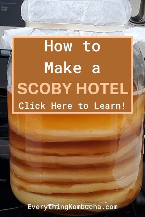 Kombucha Scoby Hotel, How To Make Kombucha With A Scoby, How To Make Kombucha Scoby, How To Make A Scoby For Kombucha, Flavored Kombucha Recipe, Kombucha Diy, Scoby Kombucha, Kombucha Flavors Recipes, Scoby Hotel