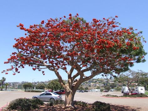 Coastal Coral Tree  Erythrina Caffra  Official Tree of LA, long flowers winter-spring, easy tree, Sunny well draining  Low water Coastal Plants, Evergreen Landscape, Northwest Garden, Coral Tree, Hummingbird Plants, Tropical Backyard, Mediterranean Landscaping, Long Flowers, Hummingbird Garden