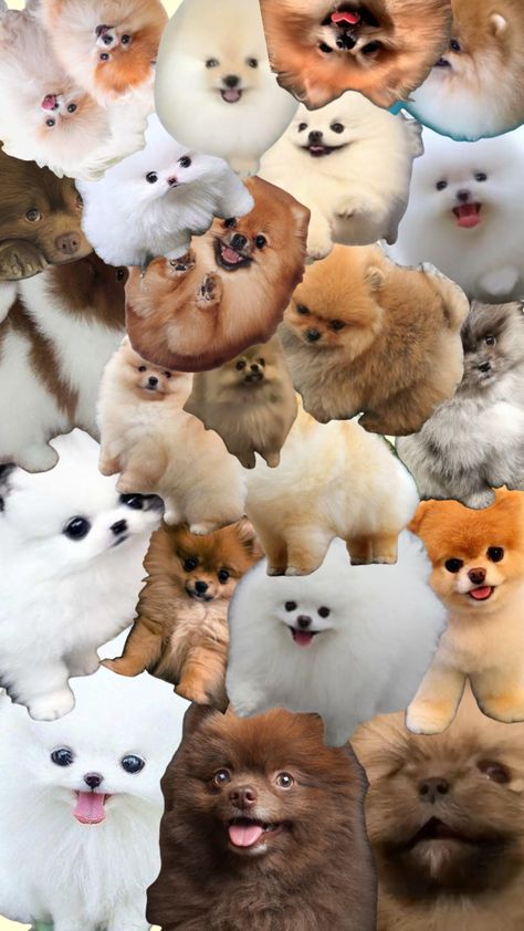 Manifesting poms #pomeranian #puppy Pomeranian Wallpaper, 8k Wallpaper, Pomeranian Puppy, Dog Wallpaper, Aesthetic Wallpapers, Pom Pom, Hello Kitty, Kitty, Puppies