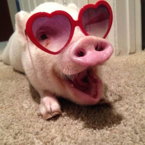 Funny Pig Pictures, Teacup Pigs, Happy Pig, Pig Pictures, Cute Piglets, Funny Pigs, Mini Pigs, Söt Katt