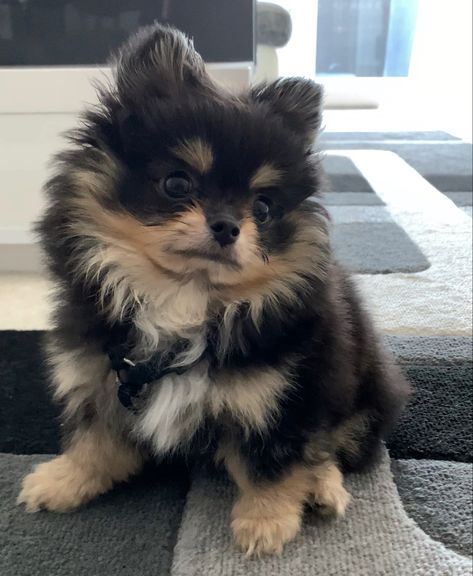 Fluffy little Pomchi Puppy Husky Mixed With Pomeranian, Pomarine Dog, Pomenarian Puppy, Pompoo Dogs, Pomeranian Puppy Aesthetic, Brown Pomeranian Puppy, Small Fluffy Dogs, Pomeranians Puppy, Small Fluffy Dog