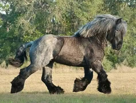 A Collection Of Draft Horses To Make You Swoon Brabant Horse, Belgian Draft Horse, Rare Horses, Clydesdale Horses, Big Horses, Draft Horse, Blue Roan, Most Beautiful Horses, Grey Horse