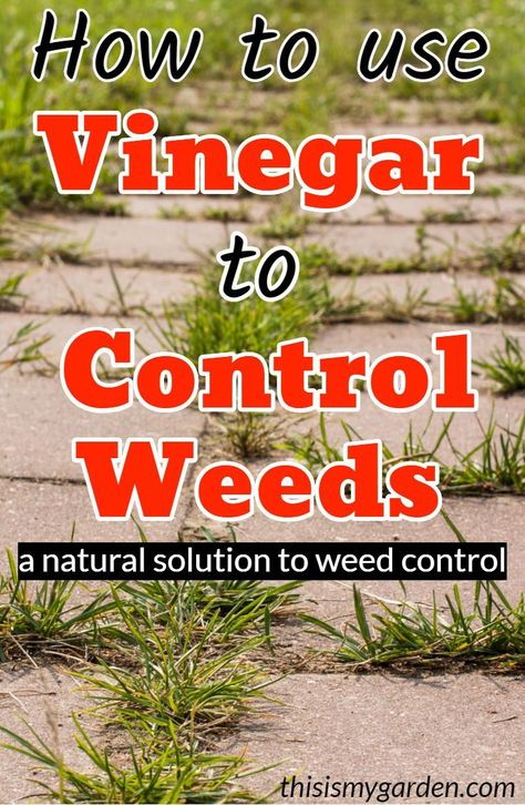 Natural Weedeater, Vinegar To Kill Weeds, Vinegar For Weeds, Kill Weeds With Vinegar, Roses Garden Care, Kill Weeds Naturally, Killing Weeds, Kill Weeds, Driveway Patio