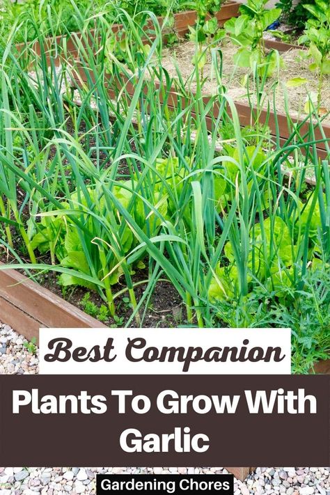 Best Companion Plants To Grow With Garlic Planting Vegetables In Pots, Garlic Companion Plants, Garlic Garden, Growing Chives, Bee Yard, Best Companion Plants, Companion Planting Vegetables, Food Forest Garden, Companion Gardening