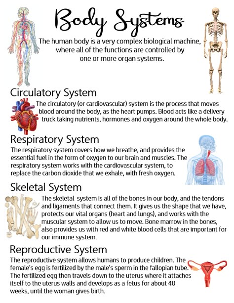 Science Human Body Notes, Science Circulatory System Notes, Poster About Taking Care Of Respiratory And Circulatory System, Different Body Systems, Human Body Functions, All Human Body Systems, Biology Body Systems, The Respiratory System Notes, Human Body Anatomy Medical Facts