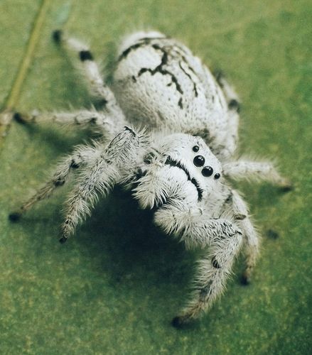 Jumping Spider Species, White Jumping Spider, Jumping Spider Photography, Cool Looking Spiders, Spiders Species, Spiders Aesthetic, Unique Spiders, Pretty Spiders, Cool Spiders