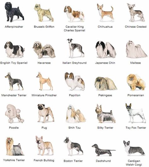 toy dogs Different Breeds Of Dogs, Hypoallergenic Dog Breed, Akc Breeds, Toy Dog Breeds, Toy Dogs, Dogs Stuff, Hypoallergenic Dogs, Breeds Of Dogs, Dog Allergies