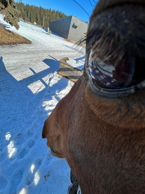 horse (@horseimage) on X Funny Horse Face, Random Texts, Funny Horse Pictures, Horse Riding Aesthetic, Funny Animated Cartoon, Funny Horses, Horse Boarding, Horse Face, Funny Horse