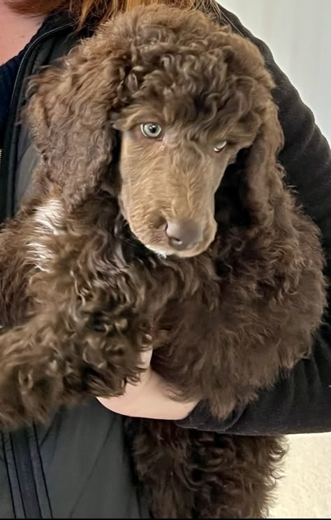 Brown Poodle Standard, Chocolate Poodle Toy, Red Moyen Poodle, Chocolate Poodle Standard, Chocolate Standard Poodle, Big Poodle Dogs, Poodle Haircut Styles Teddy Bears, Service Dog Tasks, Poodle Aesthetic