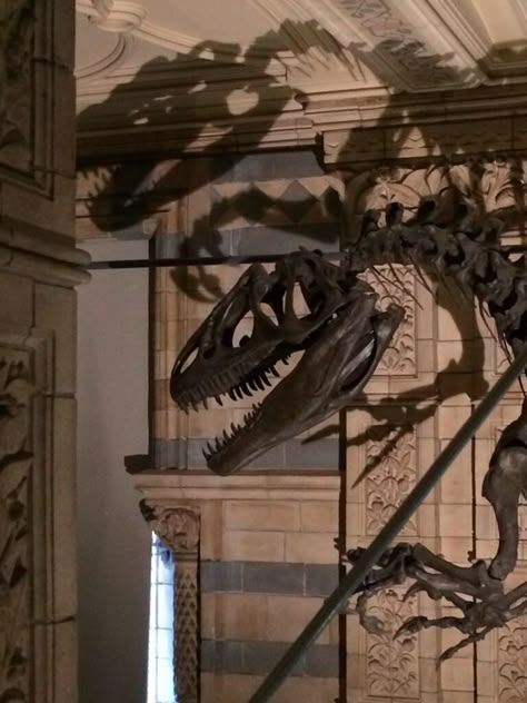 Dinosaur Aesthetic, Animal Skeletons, Ross Geller, Dinosaur Skeleton, Night At The Museum, Paleo Art, Extinct Animals, Dinosaur Fossils, Jurassic Park World