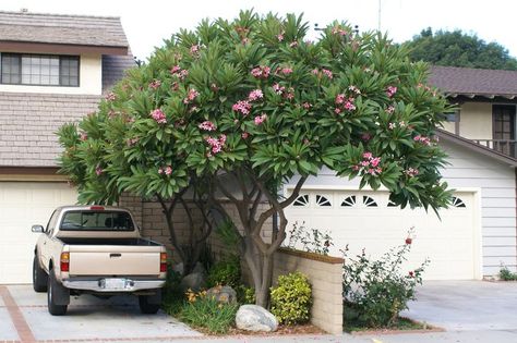 Plumarias Tree, Plumeria Tree Landscape Gardens, Tropical Flowering Trees, Plumeria Landscape, Plumeria Tree Landscape, Plumeria Landscaping Ideas, Plumeria Colors, Plumeria Pudica, Frangipani Tree